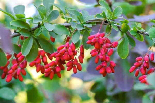 berberine 1024x683 1
